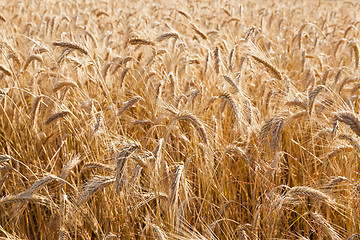 Image showing the ripened cereals  