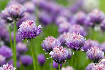 Image showing garlic flower  