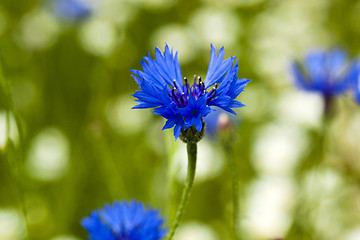 Image showing cornflowers