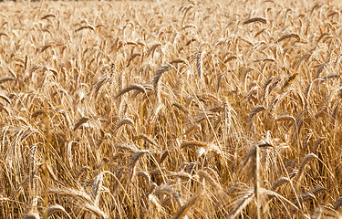 Image showing the ripened cereals  