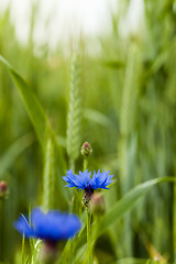 Image showing cornflowers 