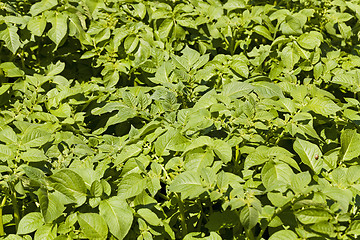 Image showing leaf of potatoes  