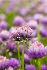 Image showing garlic flower  