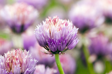 Image showing garlic flower  