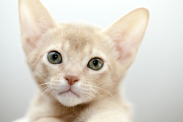 Image showing Abyssinian kitten 