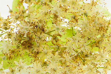 Image showing linden flowers  