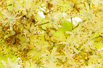 Image showing linden flowers 