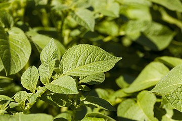 Image showing leaf of potatoes  