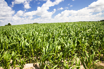 Image showing corn field 