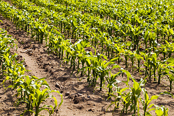 Image showing young corn 