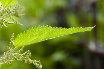 Image showing nettle plant  