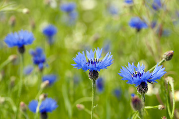 Image showing blue cornflower  