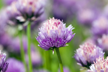 Image showing garlic flower  