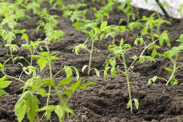 Image showing   tomatoes  