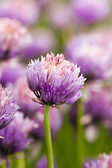 Image showing garlic flower  