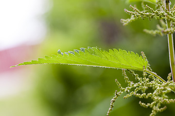 Image showing nettle plant  