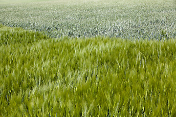 Image showing field with cereals  