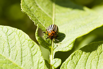 Image showing the Colorado beetle  