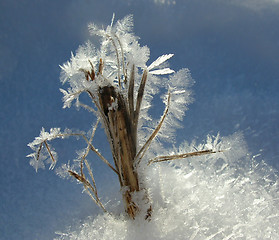 Image showing Rime on grass