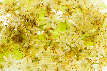 Image showing linden flowers  