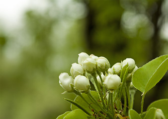 Image showing apple-tree flower  