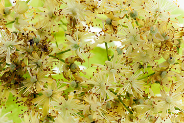 Image showing linden flowers 