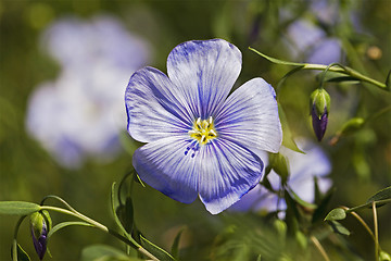 Image showing flax flower  