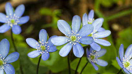 Image showing bluebell  