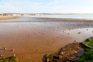 Image showing abstract in  sea africa  wave and  bird