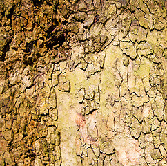 Image showing in england london old bark and abstract wood texture