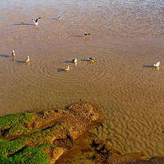 Image showing abstract in morocco  sea africa ocean wave and  bird