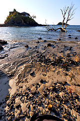 Image showing  dead tree andilana beach seaweed in house