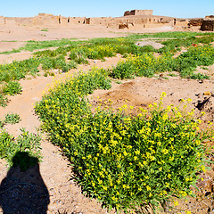 Image showing sahara      africa in morocco  palm the old yellow flower