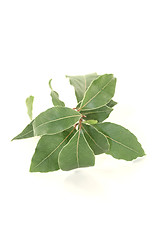 Image showing fresh green laurel twig