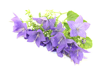 Image showing blue bellflowers with petals