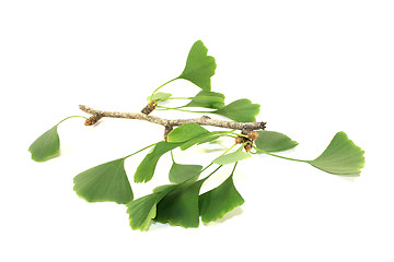 Image showing green Ginkgo