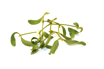 Image showing green Mistletoe with white berries