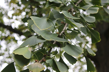 Image showing green Ginkgo twig