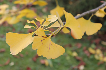 Image showing yellow Ginkgo twig