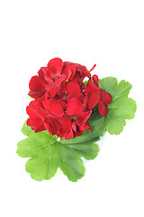 Image showing Geranium