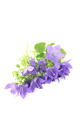 Image showing blue bellflowers