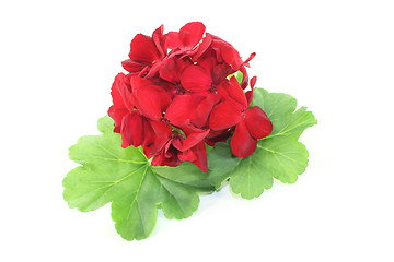 Image showing red Geranium with petals