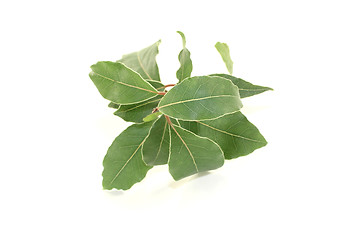 Image showing fresh laurel bough with leaves