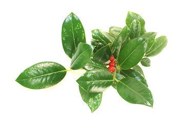 Image showing Iilex with leaves