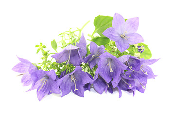 Image showing blue bellflowers with blossoms