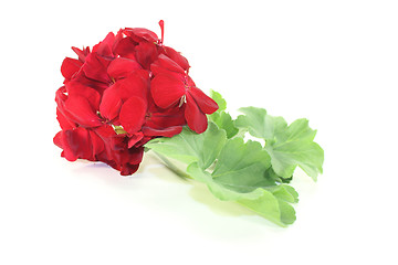 Image showing red Geranium with blossoms