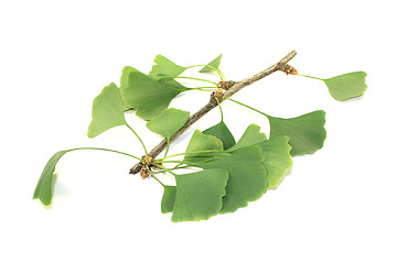 Image showing fresh Ginkgo