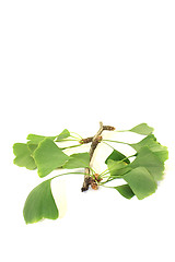 Image showing fresh green Ginkgo