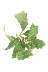 Image showing laurel twig with leaves