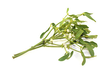 Image showing Mistletoe with berries